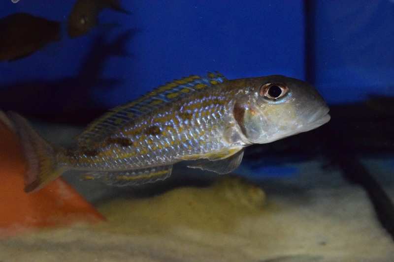 Xenotilapia singularis 'Kerenge Island'